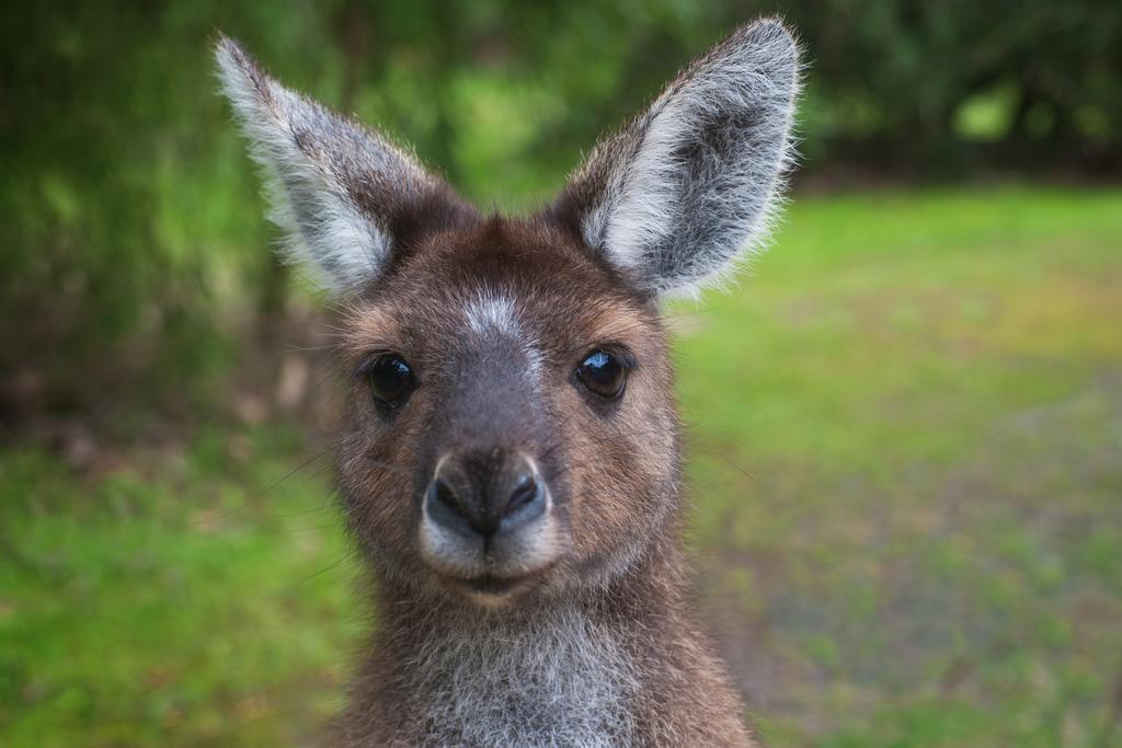 Yelverton Brook Conservation Sanctuary Metricup エクステリア 写真