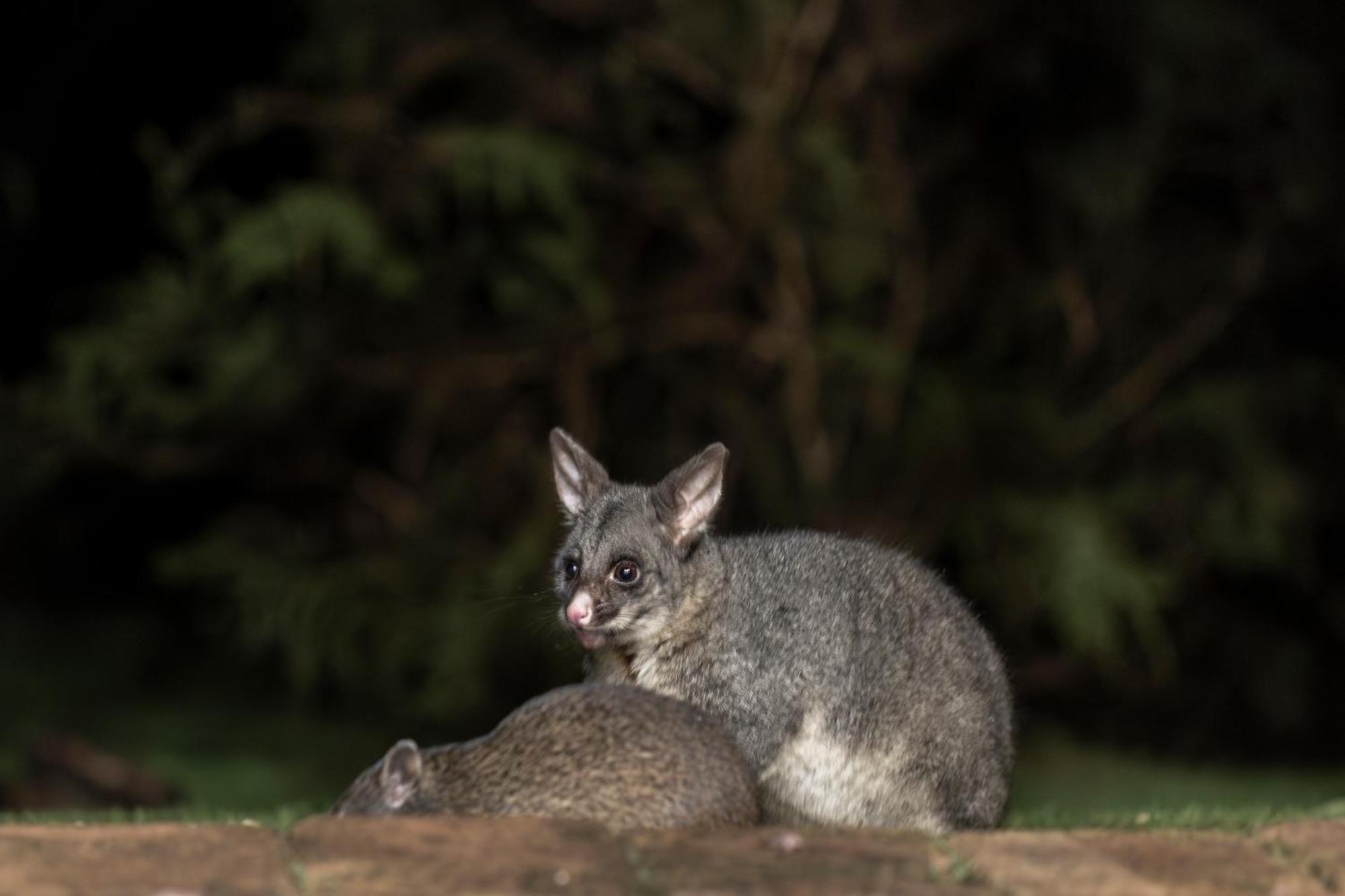 Yelverton Brook Conservation Sanctuary Metricup エクステリア 写真