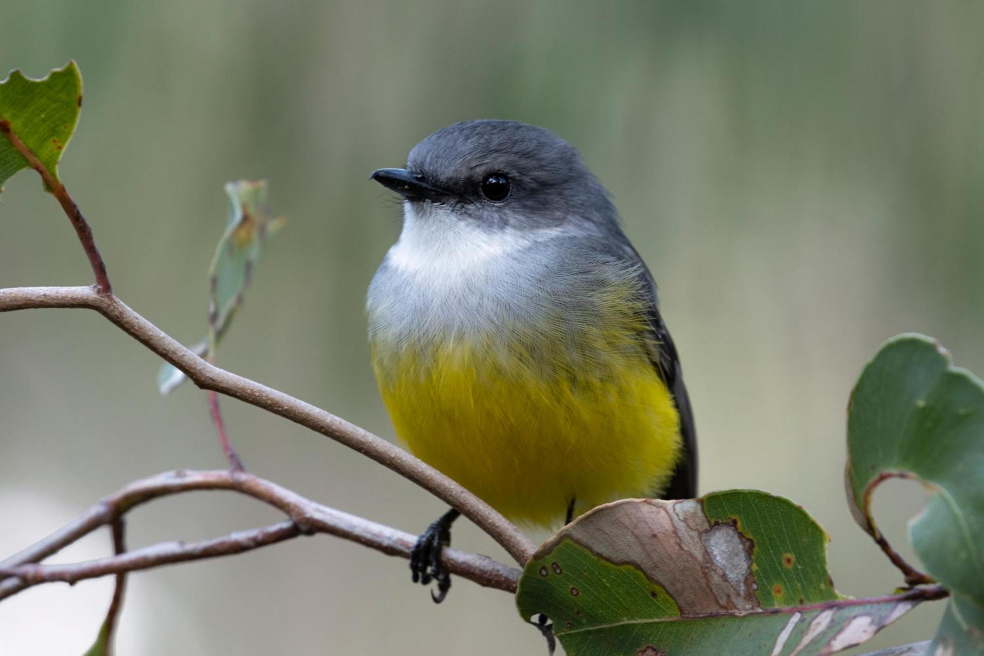 Yelverton Brook Conservation Sanctuary Metricup エクステリア 写真