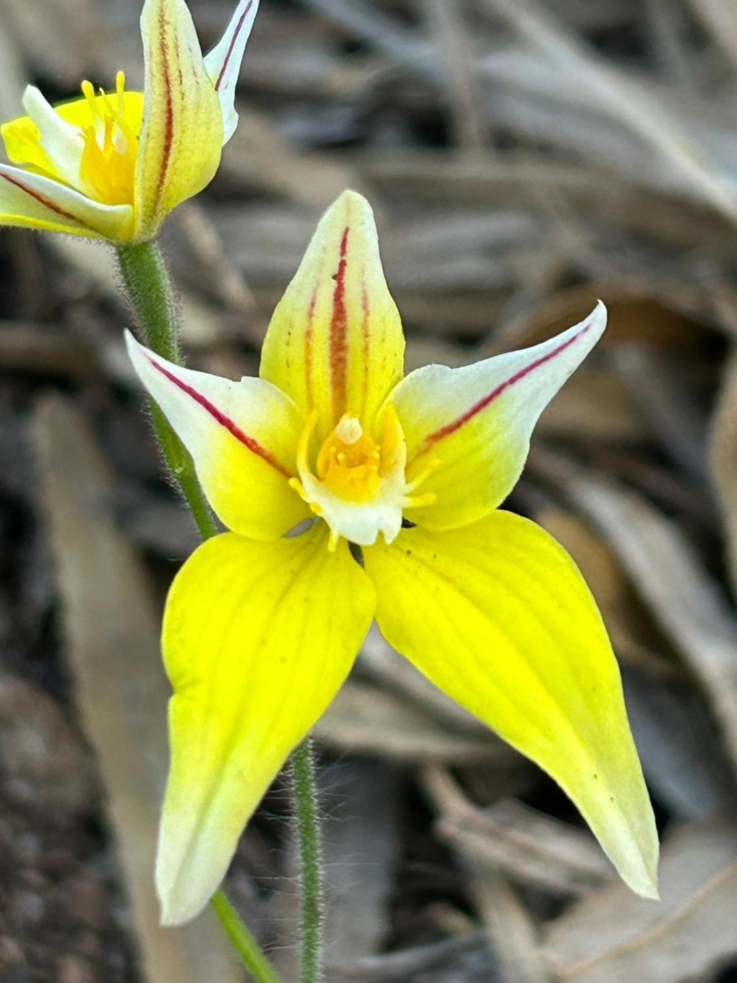 Yelverton Brook Conservation Sanctuary Metricup エクステリア 写真